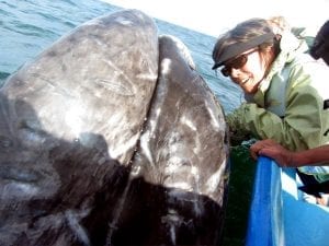 Up close  & personal with Gray Whales in Baja